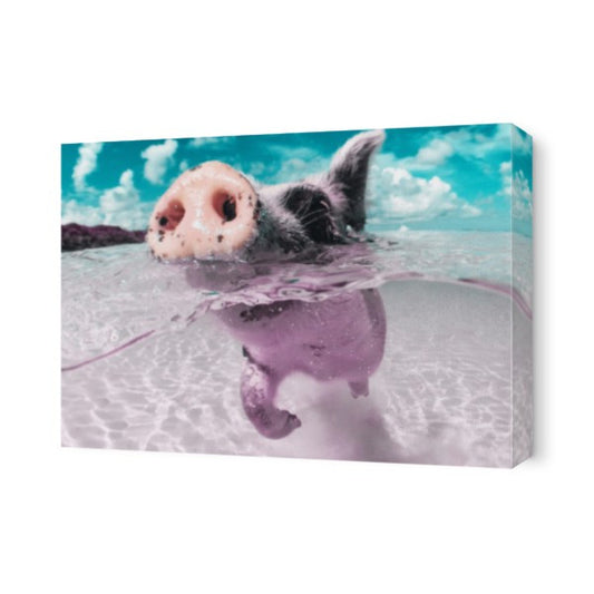 Swimming Pig