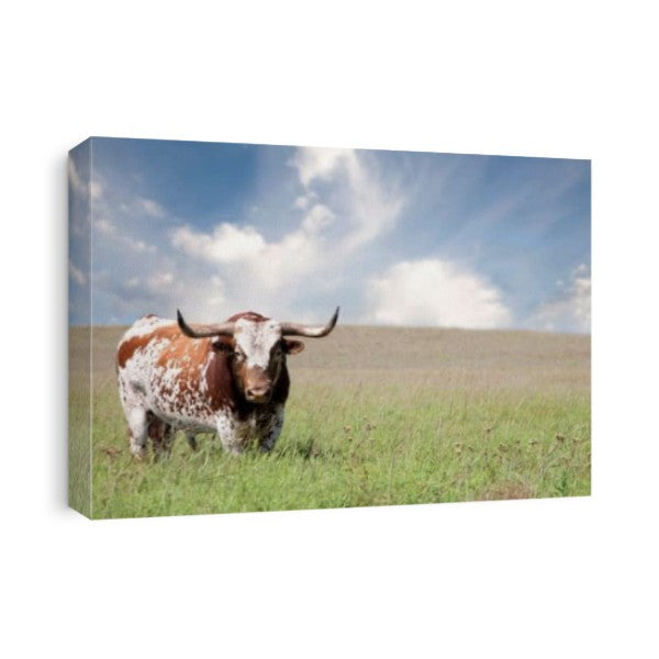 Texas Longhorn