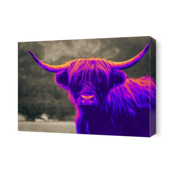 Purple Scottish Highland Cow