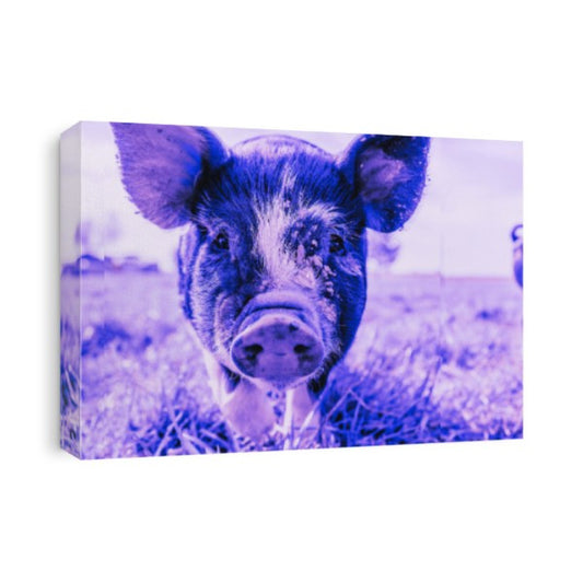 Purple Pig