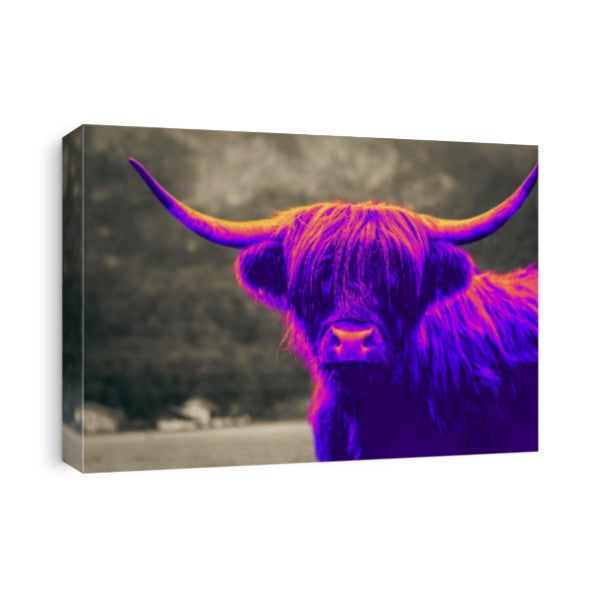 Purple Scottish Highland Cow