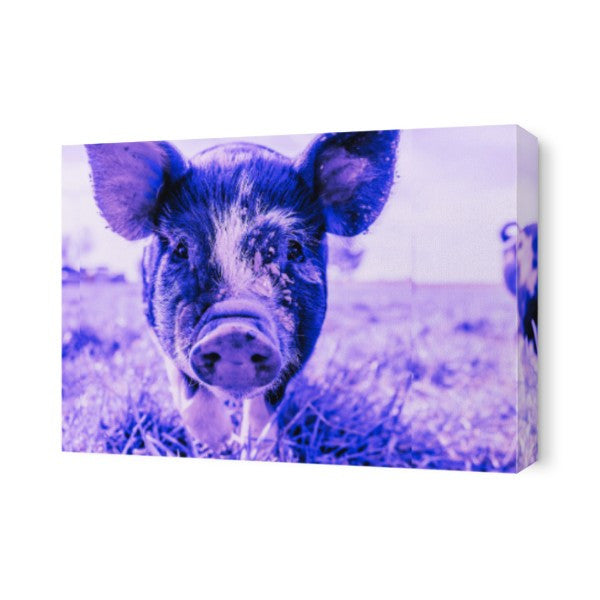 Purple Pig