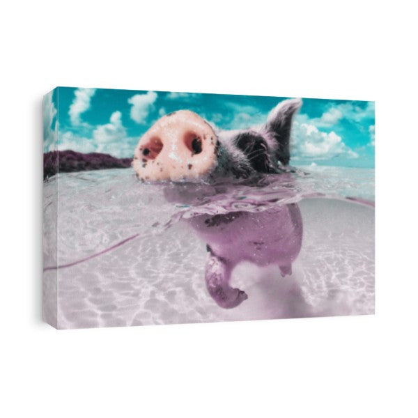 Swimming Pig