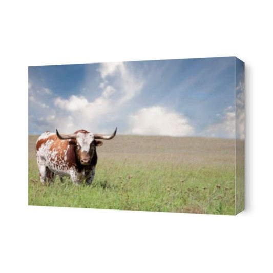 Texas Longhorn